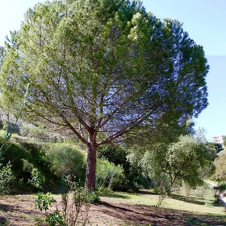 La Coulina * Nicea
