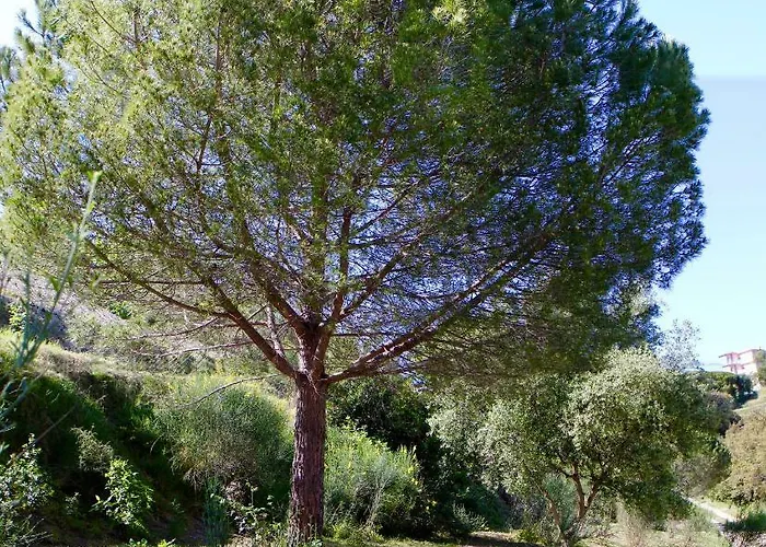 La Coulina * Νίκαια